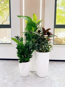 了解宁波慈溪盆景租摆公司，享受绿色租赁服务